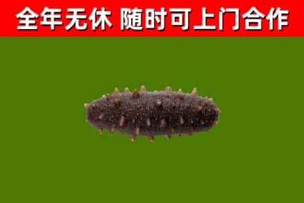 石排镇回收海参干